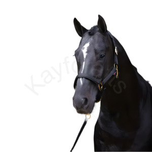 Licou de cheval en nylon de haute qualité réglable avec mousqueton Triple cousu joue et mentonnière - Product Image 2