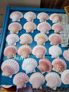 Coquille de coquillage naturelle pour la fabrication de bijoux, la décoration côtière et l'affichage artistique - Product Image 6