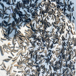 Cao cấp khô dưa chuột biển từ <span class=keywords><strong>Sri</strong></span> <span class=keywords><strong>Lanka</strong></span> 100% tự nhiên <span class=keywords><strong>Sri</strong></span> lankan biển dưa chuột cát cá Disco Trắng teat và đen teat - Product Image 5