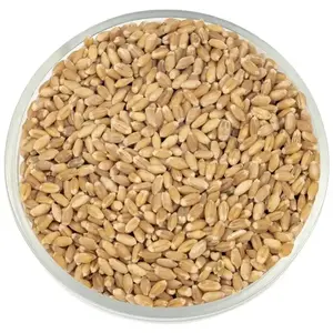 Украинское зерно пшеницы для животных и человека/% 100 натуральных зерен пшеницы из Китая