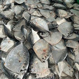 Poisson-lune de haute qualité exporté du Vietnam, surgelé IQF, entier, en emballage sous vide, durée de conservation de 24 mois, prix de gros - Product Image 5