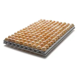 Atacado fornecedor melhor qualidade ovos de galinha marrom frescos para venda em barato preço ovos de galinha marrom