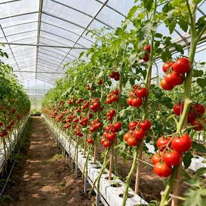 Factory Hot Sale Large Double Layer UV-stabilized PE/PO Film <b>Greenhouse</b> Transparent <b>Plastic</b> <b>Sheet</b> <b>for</b> Tomato Agricultural Use - Product Image 4