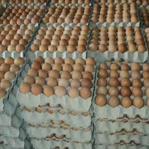 Huevos Frescos de Gallina de Granja, Venta al Mejor Precio - Product Image 1