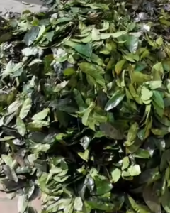 Feuilles de corossol séchées pour le thé et les utilisations à base de plantes, meilleure offre - Product Image 5