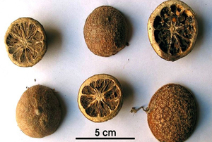 Anguila-naranja amarga, naranja seca, a granel - Product Image 3