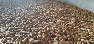 เมล็ดราฟเฟีย/เมล็ดปาล์มราฟเฟียแห้ง สำหรับทำเครื่องประดับและสกัดน้ำมัน/คุณภาพส่งออกจำนวนมาก - Product Image 3