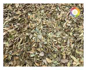 Vietnam Graviola Leaves for <b>Tea</b> Premium Dried Soursop Leaves for Health-Conscious Consumers Bulk Orders and Retail Packs Ready - Product Image 1