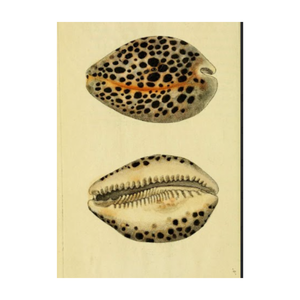 Conchas de cauri naturales de alta calidad de concha de cauri-Producto de concha marina natural de Vietnam con precio competitivo-alta calidad - Product Image 1