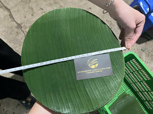 Proveedor Mayorista de Hojas de Plátano Frescas de Alta Calidad para Restaurantes, Procesamiento de Alimentos y Mercados Internacionales - Product Image 2