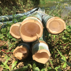 ส่งออกเสาไม้ไผ่จํานวนมากจากเวียดนาม - Product Image 1