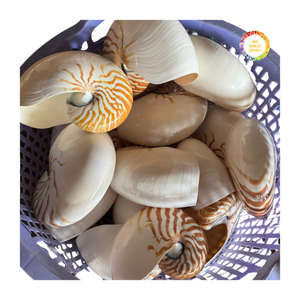 Coquille de Nautilus décorative en coquille de mer naturelle, design en spirale élégant pour la décoration intérieure et extérieure - Product Image 2