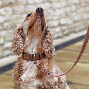 Elegante Collar de Cuero Premium para Perro con Acabado de Tachuelas, Diseño Simple y Lujoso, para Perros Pequeños y Grandes, Duradero, Transpirable y Ecológico - Product Image 3