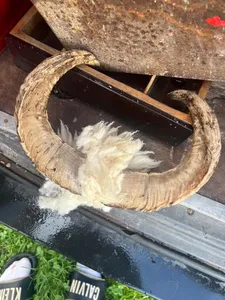 Souvenir authentique léger et écologique de style animal poli en corne de bélier pour une décoration unique pour la maison et le bureau Prix - Product Image 6