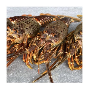 กุ้งก้ามกรามคุณภาพสูง สด/แช่แข็ง มีจำหน่ายในราคาประหยัด - Product Image 4
