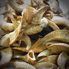 แตรแกะชนิดดั้งเดิมคุณภาพสูงสำหรับพิธีกรรมศักดิ์สิทธิ์ แตรแกะธรรมชาติแท้สำหรับการนมัสการของชาวยิว - Product Image 2