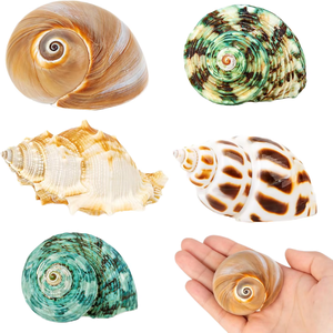 Conchas Marinas de Cauri, Artesanía Natural Ecológica, Caracoles de Abulón, Decoración del Hogar, Manualidades, Venta al por Mayor - Product Image 1