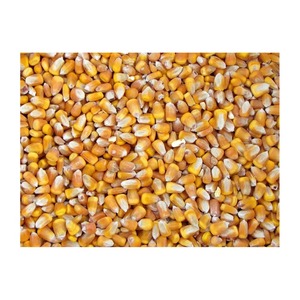 Maíz amarillo brasileño OMG glutinoso de grado 2 seco apto para consumo humano y origen de alimentación animal - Product Image 3