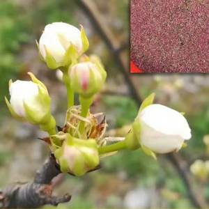 高品質梨の花粉（受精用） 工場供給＆卸売 - Product Image 5