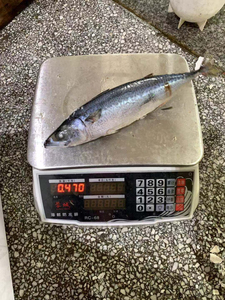 Suministro a granel 100% caballa congelada natural baja en carbohidratos baja en grasa sin piel entera sin hueso paquete al vacío 25kg para restaurantes hogares - Product Image 3