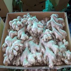 ขิงสดออร์แกนิคขายส่ง 25 กก. ราคาไทย - Product Image 1