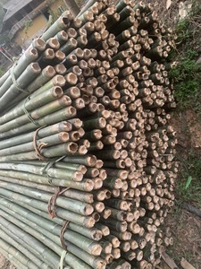Estacas de Bambú Secas para Agricultura, Procesamiento Personalizado, Venta al por Mayor - Product Image 6