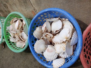 MEILLEUR VENDEUR Coquillages naturels du Vietnam pour les projets d'artisanat de bricolage, la décoration écologique et la fabrication de cadeaux faits à la main disponibles - Product Image 6