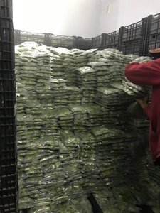 อะโวคาโดทั้งตัวแช่แข็ง ตัดเป็นชิ้นอะโวคาโดสดคุณภาพสูงจากเวียดนามขายดีในราคาขายส่งและขายปลีก - Product Image 6