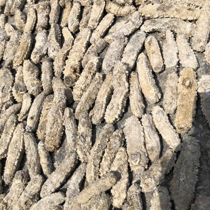 Pepino de mar seco, seacucumber turco de Vietnam trepang de alta calidad