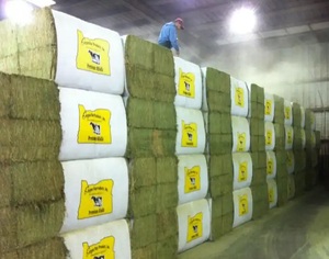 En gros Foin d'alfalfa de haute qualité et nutritif pour l'alimentation animale, Alfa, 25 kg/sac, Prix bas, Livraison en vrac, Qualité alimentaire, Durée de conservation 24 mois - Product Image 1