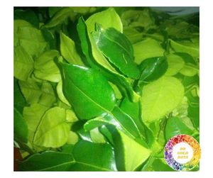 ใบมะนาวแห้ง iqf ใบมะนาวบริสุทธิ์จากเวียดนามมะนาวแห้งมะนาวเขียวใบมะนาวแห้งสำหรับปรุงรสเป็นจำนวนมาก - Product Image 3