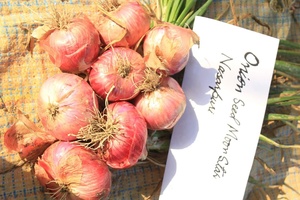 Graines d'oignon Nasupuri rouge clair OPV, pureté 99,99% - Product Image 3