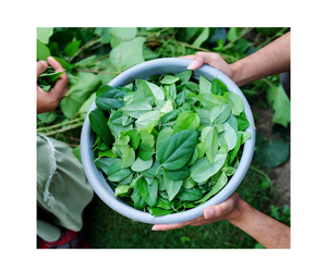 หญ้าสีเขียวเจลลี่ tiliacora triandra ใบจากเวียดนาม - Product Image 1