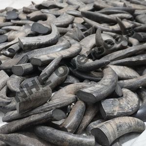 Le chien en corne de buffle naturelle de qualité supérieure mâche des friandises solides, durables et saines pour les soins dentaires et des dents solides - Product Image 5