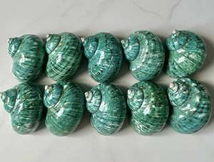 Coquille de menthe verte Turbo Imperialis | Pièce de décoration marine vibrante - Product Image 5