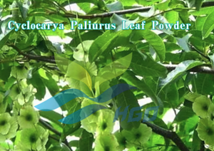 HGO Fournisseur direct d'usine de poudre de feuilles de Cyclocarya Paliurus pure et naturelle, qualité alimentaire, spécification 10:1, extrait - Product Image 2