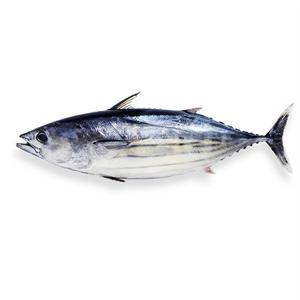 ปลาโบนิโตแช่แข็ง - Product Image 6