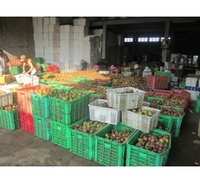 Vietnam Premium Verse Mangosteen Tropisch Superfruit Groothandel Export Aanbod