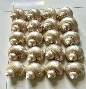Turbo Marmoratus 10-12cm : Coquille verte polie brillante du Vietnam, idéale pour la création de bijoux et l'artisanat de luxe - Product Image 3
