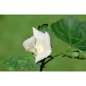 วัสดุบรรจุเป็นมิตรต่อสิ่งแวดล้อมเกรด A ได้รับการรับรอง100% จาก Gossypium herbaceum kapok - Product Image 2