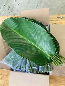 Feuilles de bananier vertes congelées de haute qualité en provenance du Vietnam, feuilles vertes naturelles, approvisionnement en gros, idéal pour l'emballage alimentaire et l'emballage - Product Image 6