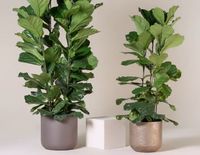 Macetas Circulares de Fibra de Vidrio Minimalistas Personalizables Ecológicas de Alta Calidad, Tamaño y Color Versátiles, Decoración de Jardín, Macetas para Flores