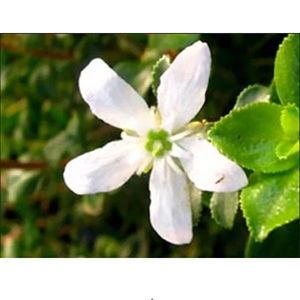 Aceite esencial de buchu de la mejor calidad, suplemento herbario líquido saludable de hoja directamente obtenido a un precio mayorista competitivo - Product Image 3