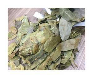Natural Dried Soursop Leaves - Distinctive Herbal <b>Fragrance</b> and Low Microbial Level Dried Soursop Leaves for Health Market - Product Image 4