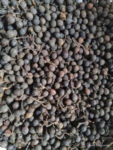 Semillas de Pimiento Cubeb Secas Orgánicas Naturales, Sin Pesticidas, a Granel, Precio de Mayoreo - Product Image 2