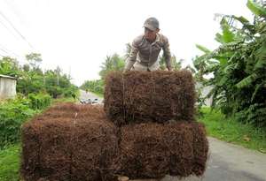 เยลลี่หญ้าดำจากเวียดนามสำหรับส่งออก// ใบเยลลี่หญ้าแห้งคุณภาพดีที่สุดจากเอเชีย //ชิน ทราน - Product Image 4