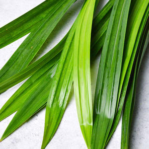 Hoja Pandan natural al mejor precio hojas Pandan verdes para pedidos a granel cosechados de Vietnam - Product Image 5