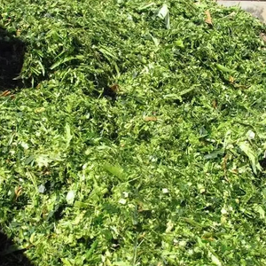 SILAJE DE MAÍZ FERMENTADO PREMIUM DE VIETNAM PARA GANADO Y GANADERO/MEJOR CALIDAD PARA GANADO - Product Image 2