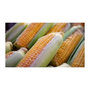 Maíz de maíz amarillo 100% Maíz de calidad natural Para consumo humano y harina de animales de aves de corral al por mayor Maíz Amarillo/amarillo - Product Image 5