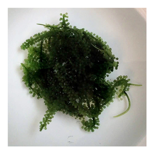 Uva de mar seca de Vietnam, producción a granel por el socio de fabricación 99D, que ofrece tamaño uniforme y capacidad de suministro confiable - Product Image 1